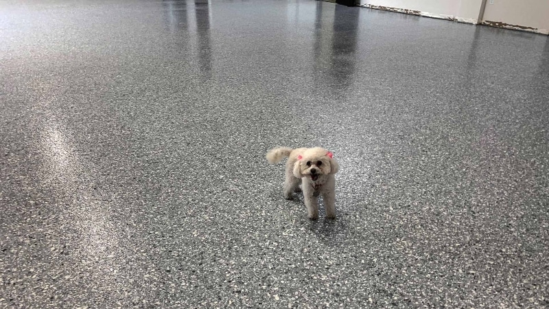 Pretty puppy looking at owner standing on her new garage g floor.